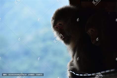 调皮的黄山短尾猴高清图片下载_红动中国