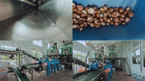 西双版纳易武地区普洱茶农加工生产摄影 (8/17)- 中国风