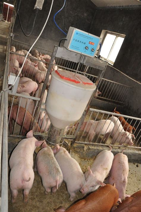 智能养猪设备 仔猪干湿饲喂器 自动喂料系统-农机网