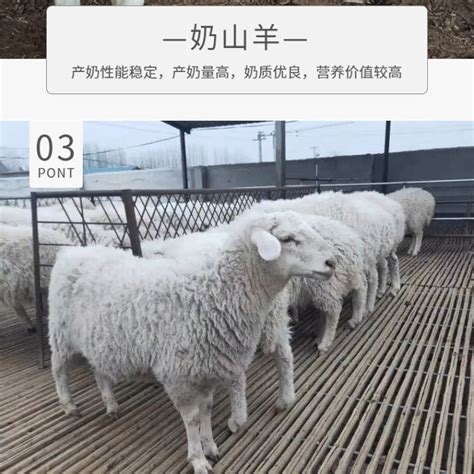 2021育肥肉羊价格 纯种波尔山羊杜泊绵羊 杜寒杂交羊活体绵羊羊羔-阿里巴巴