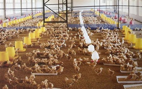 “优质肉鸡新品种京海黄鸡培育及其产业化”获国家科技进步二等奖 | 中国动物保健·官网