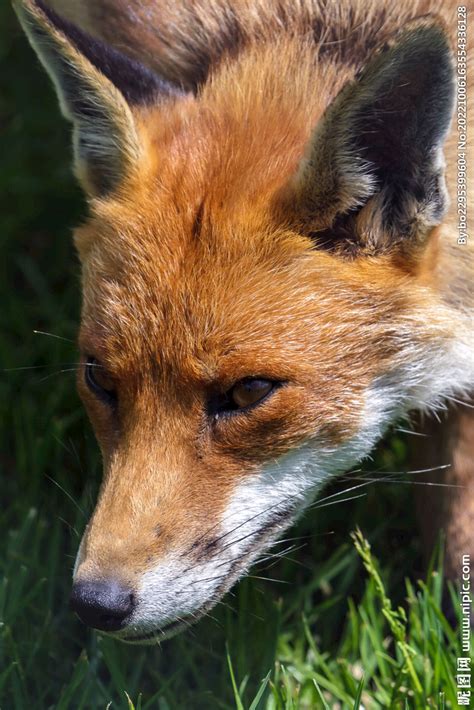 野生动物狐狸自高清图片下载-正版图片504228945-摄图网