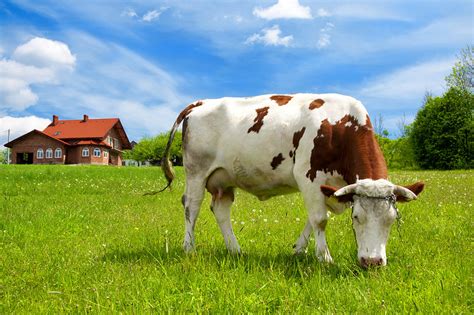 一只牛在草地上悠闲地吃着草图片下载 - 觅知网