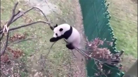 大熊猫爬树压断树枝，网友：自己有多种心里没数吗？_腾讯视频