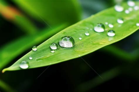露水图片、露水图片大全