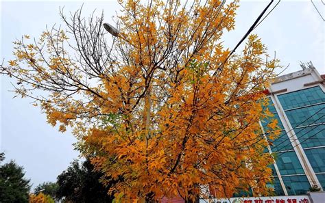 邢台123：一夜秋风，落叶铺满了这条街，蓦然回首，才发现已到深秋