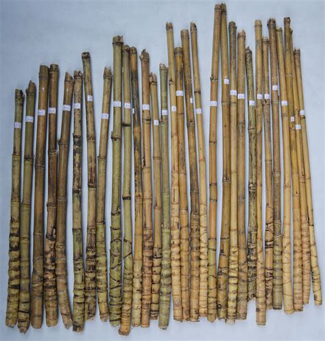 罗汉竹毛料烟杆料龟甲竹罗汉竹文玩手把件竹抄网把件密节老料密节-阿里巴巴