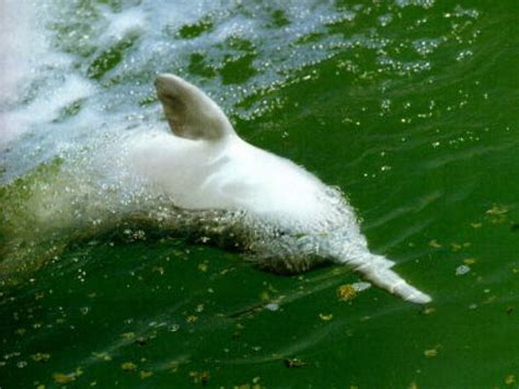 近日，在石首长江天鹅洲豚类国家级自然保护区，饲养技术员正在给网箱豢养的江豚喂食。