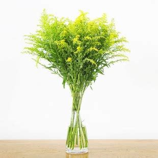 黄莺草黄莺草也叫幸福草_[标签:标题1]