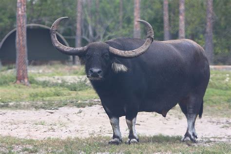 在巴西发现一头有三只角的突变母牛 - 2018年9月13日, 俄罗斯卫星通讯社