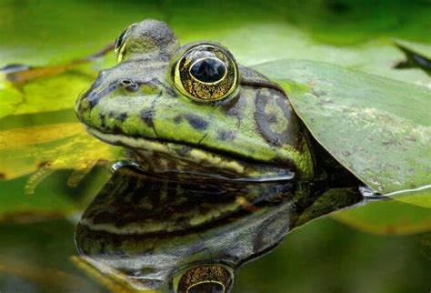 野生青蛙养殖技术、野生青蛙驯养要点 - 青蛙 - 蛇农网