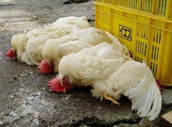 【分享】禽戊型肝炎和禽白血病病毒的合并感染是中国褐壳蛋鸡群爆发肝炎和肝出血综合 - 兽医交流/实战/药理区 鸡病专业网论坛