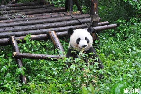 成都大熊猫繁育研究基地游玩攻略_旅泊网