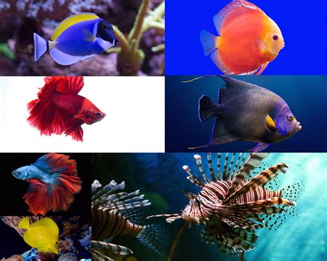 海底生物～|摄影|动物|路郁 - 原创作品 - 站酷 (ZCOOL)