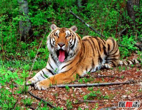 陆地上最厉害十大动物 东北虎上榜，第一是最大的陆地食肉动物_排行榜123网
