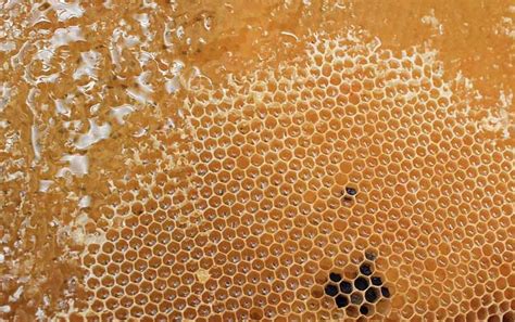 好的蜂蜜是什么样的？ - 蜂蜜知识 - 酷蜜蜂