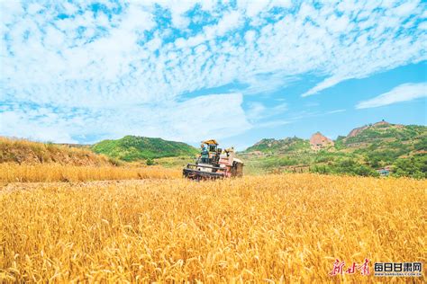 【图片新闻】西和县23.9万亩小麦丰收在望 - 产业发展 - 甘肃经济信息网欢迎您！