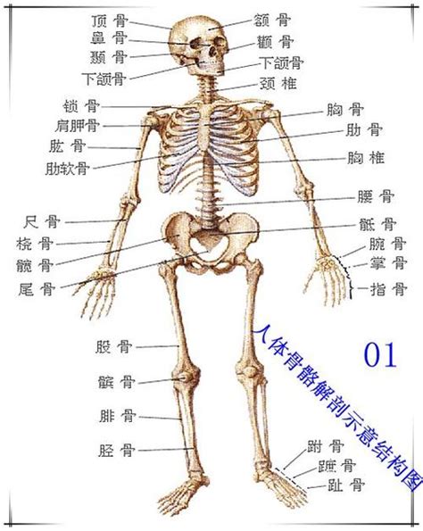 人体骨骼解剖图图片