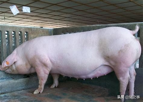 母猪预产期过了7天还没动静，老兽医教你如何避免仔猪死亡-养猪课堂