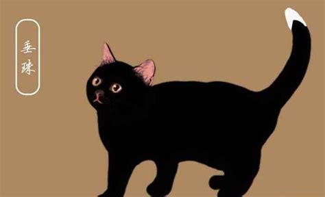 漫画科普丨古人领养猫猫有多讲究？|猫|宋朝_新浪新闻