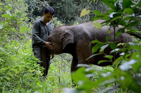 被救助的亚洲象和“象爸爸”们_凤凰网