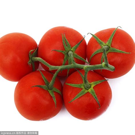 无子番茄育种原理 - 农敢网