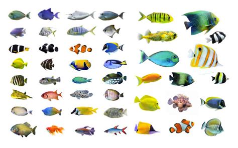 各类鱼图片,鱼的图片卡通图片,各类鱼的图片介绍_大山谷图库