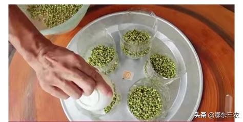 绿豆种植观察日记：绿豆发芽的样子真是太可爱了_腾讯视频