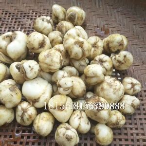 优质浙贝母种子种苗一斤价格 安徽亳州 绿尚种植-食品商务网