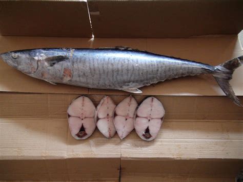 马鲛鱼_台州牧渔食品有限公司