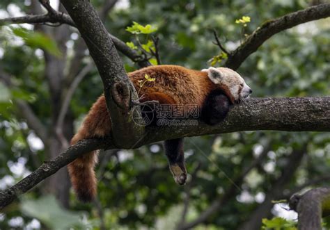 中国国宝大熊猫爬树高清图片下载-正版图片501653891-摄图网