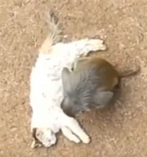 猫猴子图片
