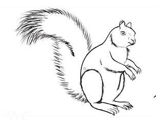 素描动物怎么绘制出体积感 简单的素描动物绘制教程-露西学画画