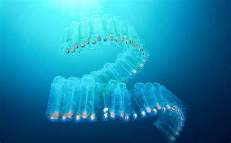 这些来自深海的奇异生物，要不是摄影师拍下我们永远都不会看到