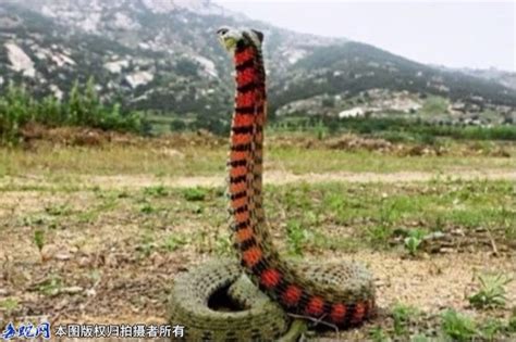 赤链蛇，一种红黑条纹的常见蛇虽然属于无毒蛇类但它也有毒！|赤链蛇|蛇类|赤练蛇_新浪新闻