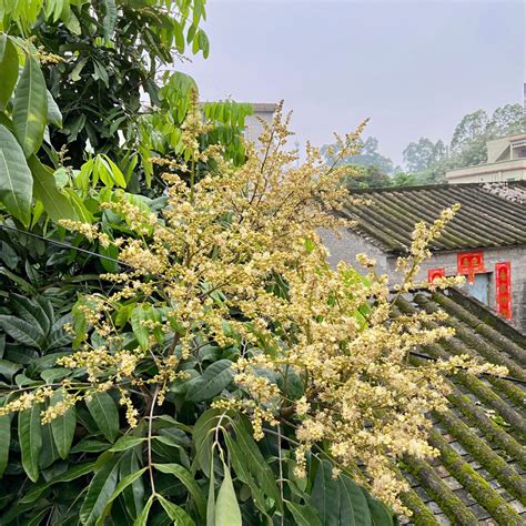 龙眼花图片