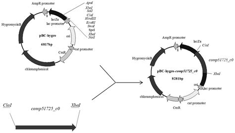 紫色红曲菌comp51725_c0基因过表达菌株的构建方法与流程