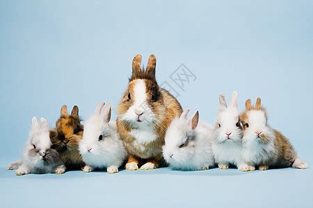 悬疑推理：诡异儿歌《十只兔子》，据说听过的人，都会离奇失踪_腾讯视频