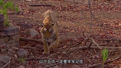 如果你在野外遇到老虎袭击，你该如何自救？😳-直播吧