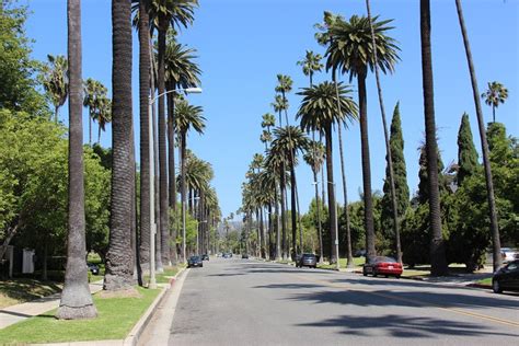 洛杉矶棕榈树,洛杉矶的常见树,棕榈树和椰子树的区别_大山谷图库