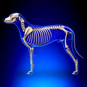 狗的内部器官解剖解剖学的公狗内部组织结构图高清图片下载-正版图片502437325-摄图网