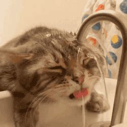 猫猫洗澡