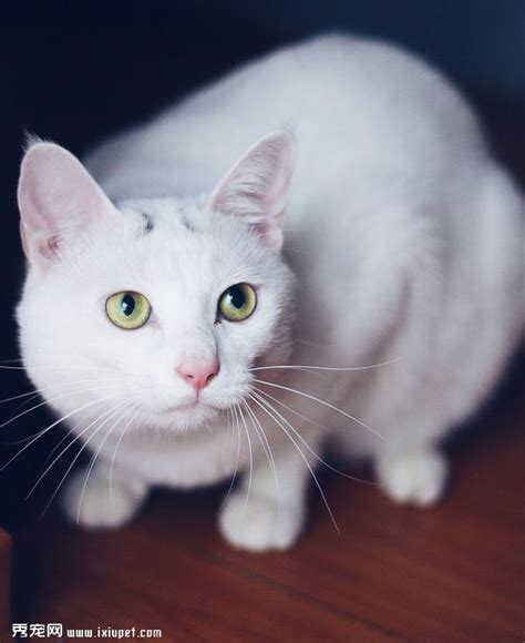 可爱的白色猫猫图片(2)_猫猫图片_萌宠图片_秀宠网
