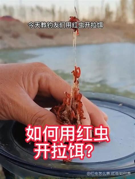 红虫怎么养 红虫如何养，请问小红虫怎么养？ - 综合百科 - 绿润百科