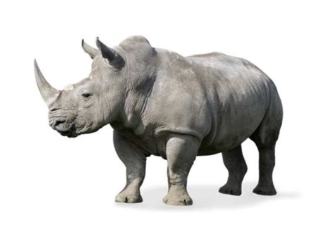 Rhino犀牛软件_基础教程_word文档在线阅读与下载_免费文档