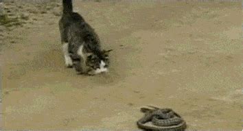 小猫大战眼镜蛇视频、猫科动物就是蛇类的杀手！_蛇视频_毒蛇网