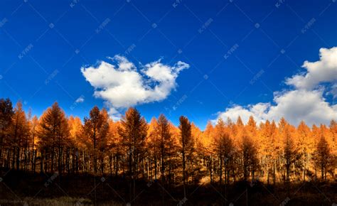 秋天树木天空蓝天白云摄影图高清摄影大图-千库网