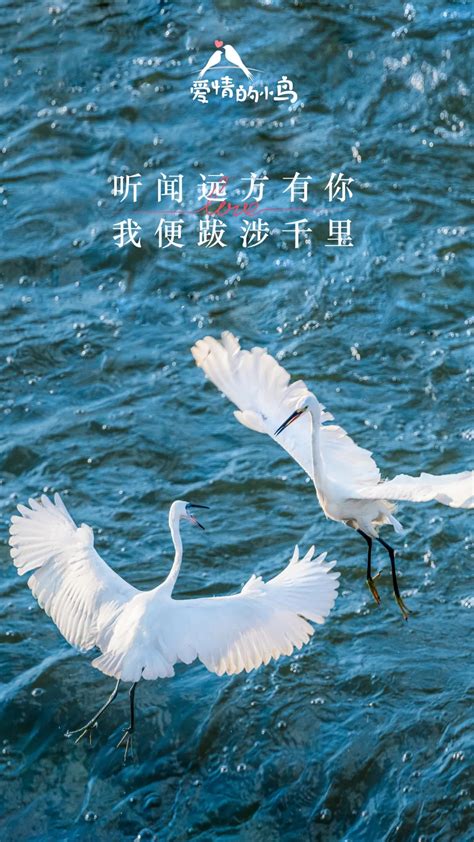 好甜！“爱情鸟”飞来了_生态频道_新闻中心_长江网_cjn.cn