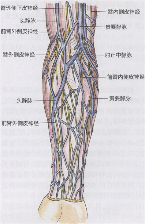 小隐静脉解剖图图片