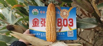只为育好每一粒玉米种子 ——张掖市推进玉米种业高质量发展综述_推荐阅读_资讯_种业商务网